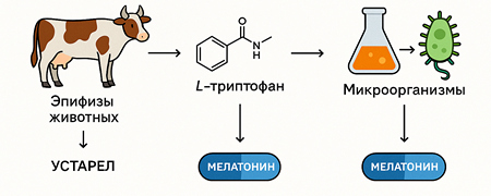 Kak poluchaut melatonin 11 jpg