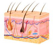 skin structure with hair